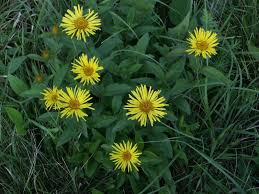 Attēlu rezultāti vaicājumam “Inula salicina”