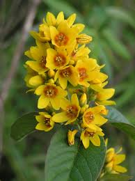 Attēlu rezultāti vaicājumam “Lysimachia thyrsiflora flower”