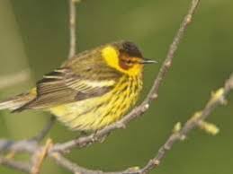 Image result for Dendroica tigrina