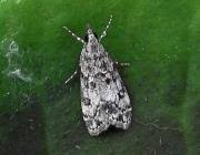 Attēlu rezultāti vaicājumam “Eudonia lacustrata”