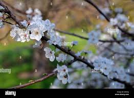 Attēlu rezultāti vaicājumam “Prunus cerasifera var. divaricata flower”