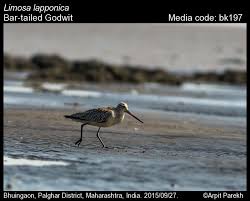 Attēlu rezultāti vaicājumam “Limosa lapponica adult”