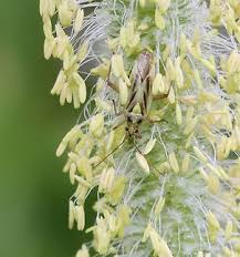 Attēlu rezultāti vaicājumam “Stenotus binotatus female”