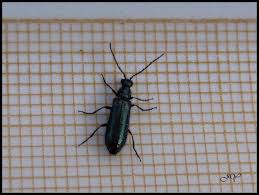 Attēlu rezultāti vaicājumam “Dasytes caeruleus”