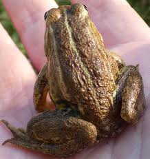 Attēlu rezultāti vaicājumam “Pelophylax adult”