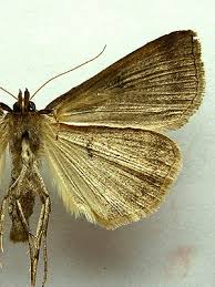 Attēlu rezultāti vaicājumam “Lygephila pastinum”