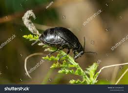 Attēlu rezultāti vaicājumam “Galeruca tanaceti”