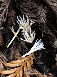 Attēlu rezultāti vaicājumam “Tremellodendropsis tuberosa”