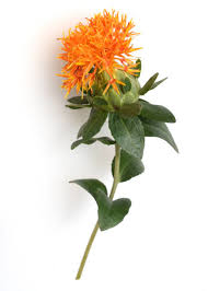 Image result for Carthamus tinctorius