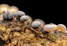 Attēlu rezultāti vaicājumam “Physarum contextum young”