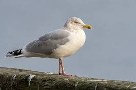 Attēlu rezultāti vaicājumam “Larus argentatus”