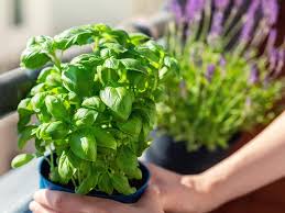 Image result for Basilikum