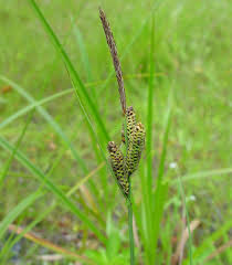 Attēlu rezultāti vaicājumam “Carex nigra”