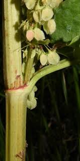 Attēlu rezultāti vaicājumam “Rumex aquaticus bud”
