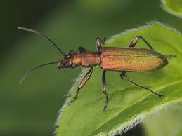 Attēlu rezultāti vaicājumam “Chrysanthia viridissima”