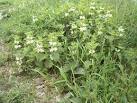 deaf nettle and blind - via Daymix