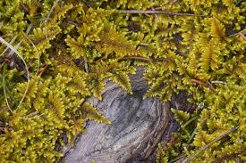 Attēlu rezultāti vaicājumam “Callicladium haldanianum sporophyte”