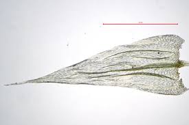 Attēlu rezultāti vaicājumam “Brachythecium salebrosum sporophyte”