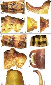 Attēlu rezultāti vaicājumam “Tettigoniodea”