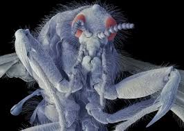 Attēlu rezultāti vaicājumam “Bibionidae female”