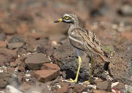 Image result for Burhinus oedicnemus