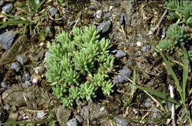Attēlu rezultāti vaicājumam “Sedum pallidum bud”