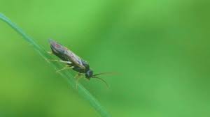 Attēlu rezultāti vaicājumam “Pamphiliidae”