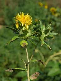 Image result for Carthamus tinctorius