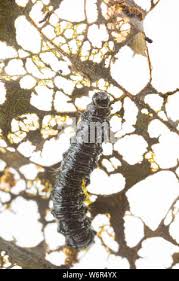 Attēlu rezultāti vaicājumam “Agelastica alni larva”