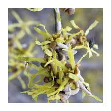 Attēlu rezultāti vaicājumam “Hamamelis japonica”