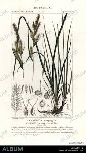 Attēlu rezultāti vaicājumam “Carex cespitosa”