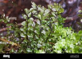 Attēlu rezultāti vaicājumam “Plagiomnium medium”