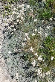 Attēlu rezultāti vaicājumam “Antennaria dioica fruit”