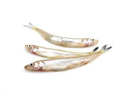 Image result for Osmerus eperlanus