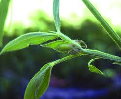 Attēlu rezultāti vaicājumam “Lathyrus sylvestris bud”