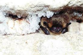 Attēlu rezultāti vaicājumam “Eptesicus nilssonii”