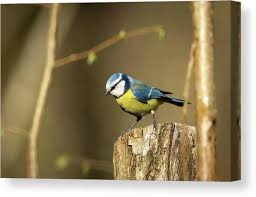 Image result for Cyanistes caeruleus