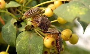 Attēlu rezultāti vaicājumam “Badhamiopsis macrospora sessile”