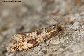 Attēlu rezultāti vaicājumam “Nemapogon cloacella”