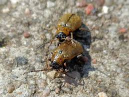 Attēlu rezultāti vaicājumam “Lochmaea caprea”