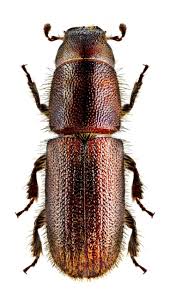 Attēlu rezultāti vaicājumam “Scolytidae”