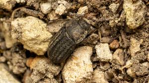 Attēlu rezultāti vaicājumam “Opatrum sabulosum”