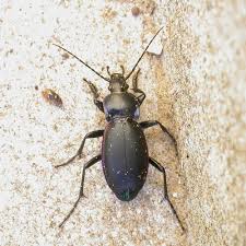 Attēlu rezultāti vaicājumam “Carabus violaceus”