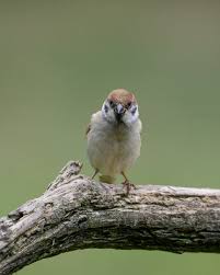 Image result for Passer montanus