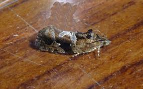 Attēlu rezultāti vaicājumam “Eudemis porphyrana”