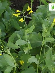 Attēlu rezultāti vaicājumam “Brassica napus”