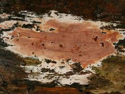 Attēlu rezultāti vaicājumam “Junghuhnia collabens”