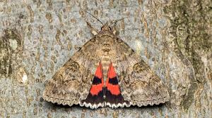 Attēlu rezultāti vaicājumam “Catocala nupta”