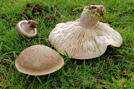 Attēlu rezultāti vaicājumam “Lepista sp.”