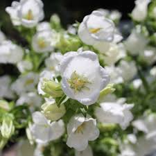 Image result for Marienglockenblumen